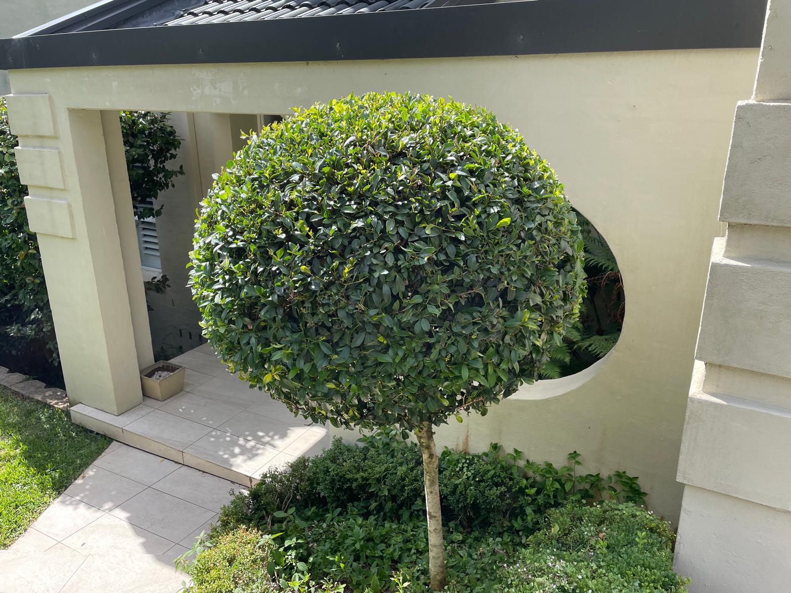 After Syzygium Balls